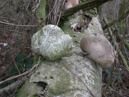 Birch Polypore fungus